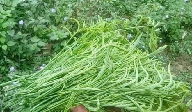 “The Stinky Forest Vegetable That Makes an Entire Village Hold Their Noses: A Unique Delicacy from Northwest Vietnam, Fiercely Sought After by Tourists as a Souvenir”