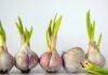 5 Garlic Cloves to Avoid Buying at the Market: Even Vendors Won’t Eat Them – Alert Your Family Now!
