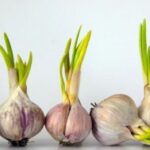 5 Garlic Cloves to Avoid Buying at the Market: Even Vendors Won’t Eat Them – Alert Your Family Now!
