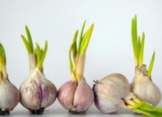 5 Garlic Cloves to Avoid Buying at the Market: Even Vendors Won’t Eat Them – Alert Your Family Now!