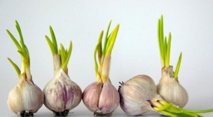 5 Garlic Cloves to Avoid Buying at the Market: Even Vendors Won’t Eat Them – Alert Your Family Now!