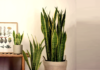Unlocking Prosperity: The Art of Growing and Feng Shui Significance of the Snake Plant