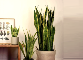 Unlocking Prosperity: The Art of Growing and Feng Shui Significance of the Snake Plant