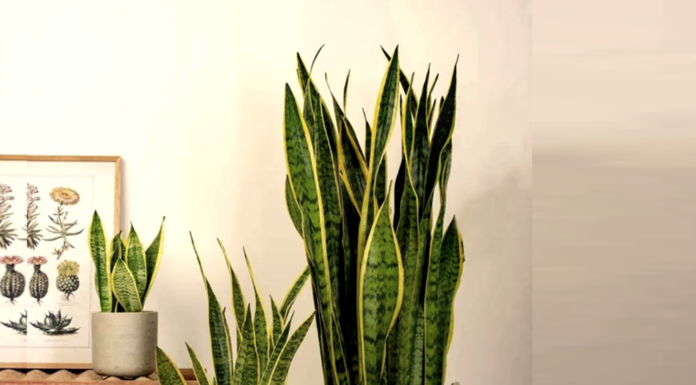 Unlocking Prosperity: The Art of Growing and Feng Shui Significance of the Snake Plant