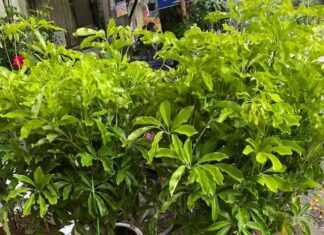 Attract Wealth and Prosperity: The Rich’s Secret Tree to Ward Off Bad Luck and Invite Endless Fortune