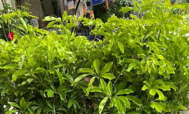 Attract Wealth and Prosperity: The Rich’s Secret Tree to Ward Off Bad Luck and Invite Endless Fortune