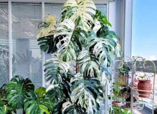 5 Stunning Foliage Plants That Outshine Flowers, Elevate Your Home’s Elegance, and Bring Year-Round Prosperity