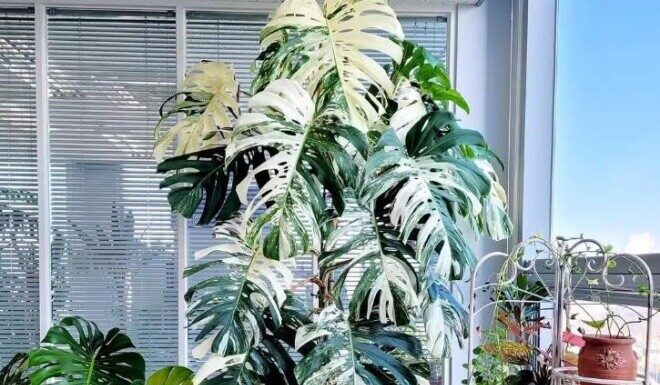 5 Stunning Foliage Plants That Outshine Flowers, Elevate Your Home’s Elegance, and Bring Year-Round Prosperity