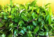 Wild Forest Herb Takes the City by Storm: Sisters “Hunt Down” This Fragrant, Health-Boosting “Miracle Cure”