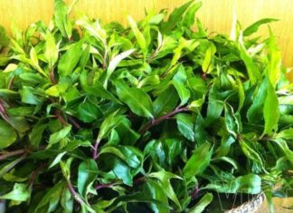 Wild Forest Herb Takes the City by Storm: Sisters “Hunt Down” This Fragrant, Health-Boosting “Miracle Cure”