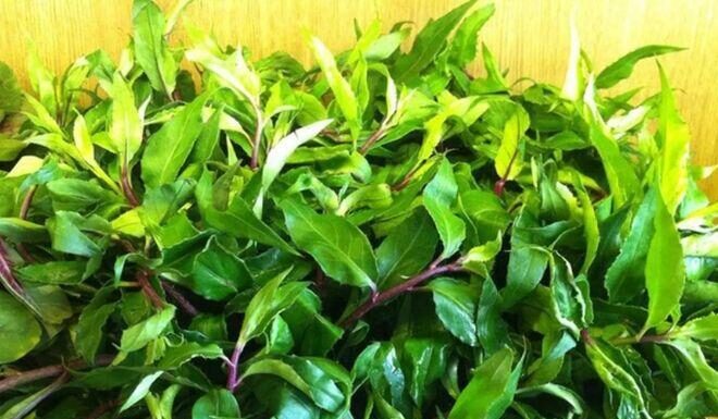 Wild Forest Herb Takes the City by Storm: Sisters “Hunt Down” This Fragrant, Health-Boosting “Miracle Cure”