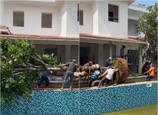 Spectacular Scene: Nearly a Dozen People Transporting a 9-Meter Tall Symbol of Prosperity Tree to Plant at Do Manh Cuong’s 2,000m² Villa