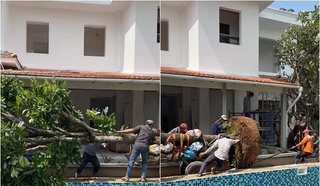 Spectacular Scene: Nearly a Dozen People Transporting a 9-Meter Tall Symbol of Prosperity Tree to Plant at Do Manh Cuong’s 2,000m² Villa