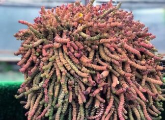 3 Wealth-Attracting Plants to Boost Prosperity and Positive Energy