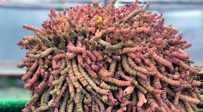 3 Wealth-Attracting Plants to Boost Prosperity and Positive Energy