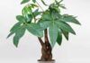 6 Lucky Plants to Attract Wealth and Prosperity for Those with a Wood Element Destiny