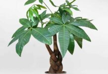 6 Lucky Plants to Attract Wealth and Prosperity for Those with a Wood Element Destiny