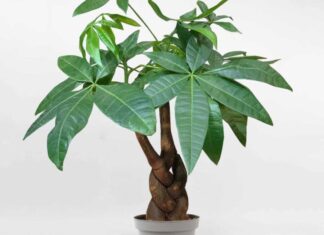 6 Lucky Plants to Attract Wealth and Prosperity for Those with a Wood Element Destiny