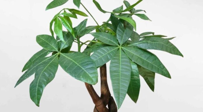 6 Lucky Plants to Attract Wealth and Prosperity for Those with a Wood Element Destiny