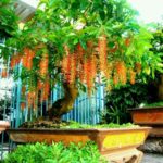 Cultivate Blessings: 3 Ancestral Plants That Bring Prosperity and Peace to Future Generations