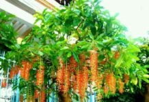 Cultivate Blessings: 3 Ancestral Plants That Bring Prosperity and Peace to Future Generations