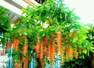 Cultivate Blessings: 3 Ancestral Plants That Bring Prosperity and Peace to Future Generations