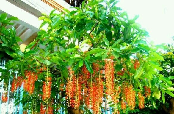 Cultivate Blessings: 3 Ancestral Plants That Bring Prosperity and Peace to Future Generations