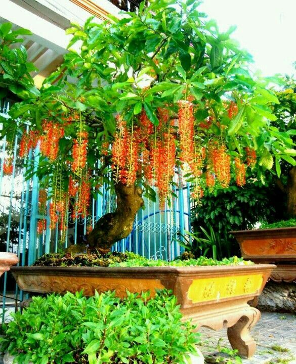 Cultivate Blessings: 3 Ancestral Plants That Bring Prosperity and Peace to Future Generations