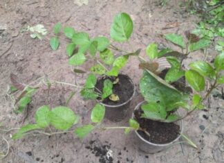 Effortless Guide to Growing Fluffy Dreamleaf Plants for Months of Harvest