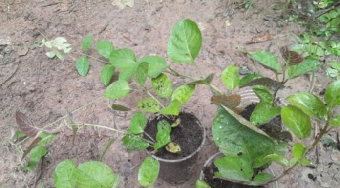 Effortless Guide to Growing Fluffy Dreamleaf Plants for Months of Harvest