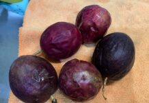 “Parent Complains to Principal After Child Consistently Brings Home Uneaten School Lunch Despite Praising Its Taste”