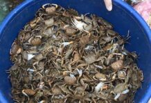 “Thanh Hóa’s Exclusive Delicacy: A Must-Try Soup That Captivates with Every Bite, Caught Only Through Muddy Endeavors”