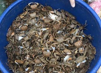 “Thanh Hóa’s Exclusive Delicacy: A Must-Try Soup That Captivates with Every Bite, Caught Only Through Muddy Endeavors”