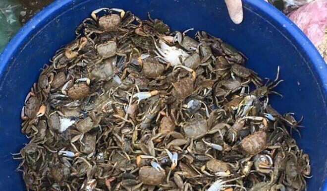 “Thanh Hóa’s Exclusive Delicacy: A Must-Try Soup That Captivates with Every Bite, Caught Only Through Muddy Endeavors”