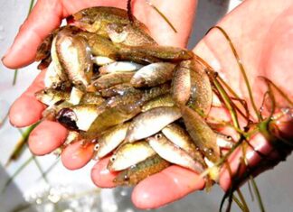 Seasonal Delicacy Once Cheap, Now a City-Dweller’s Hunt: Unique Flavor at 120,000 VND/kg