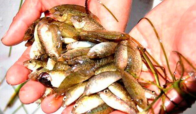 Seasonal Delicacy Once Cheap, Now a City-Dweller’s Hunt: Unique Flavor at 120,000 VND/kg