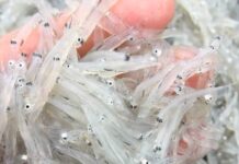 Crystal-Clear Delicacy, Once-a-Year Rarity: Priced at $8.70/kg, Yet Everyone Scrambles to Hunt It Down