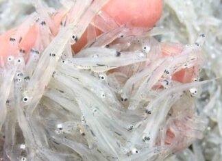 Crystal-Clear Delicacy, Once-a-Year Rarity: Priced at $8.70/kg, Yet Everyone Scrambles to Hunt It Down