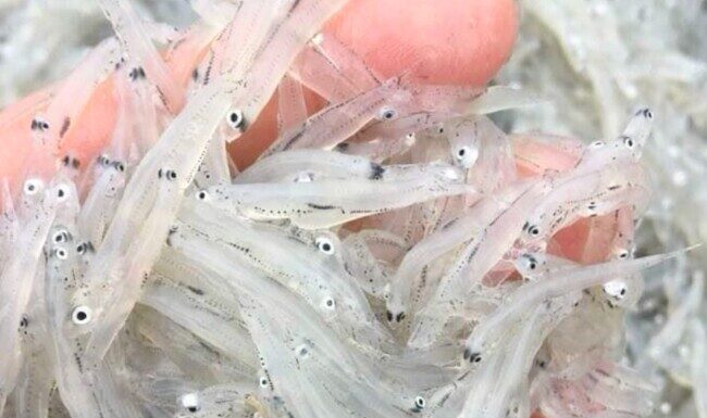 Crystal-Clear Delicacy, Once-a-Year Rarity: Priced at $8.70/kg, Yet Everyone Scrambles to Hunt It Down