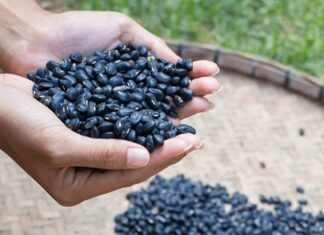 “Sip 2 Cups of Black Bean Tea Before Meals: Shed Pounds, Reduce Hair Fall, Enhance Skin, and Stay Youthful”