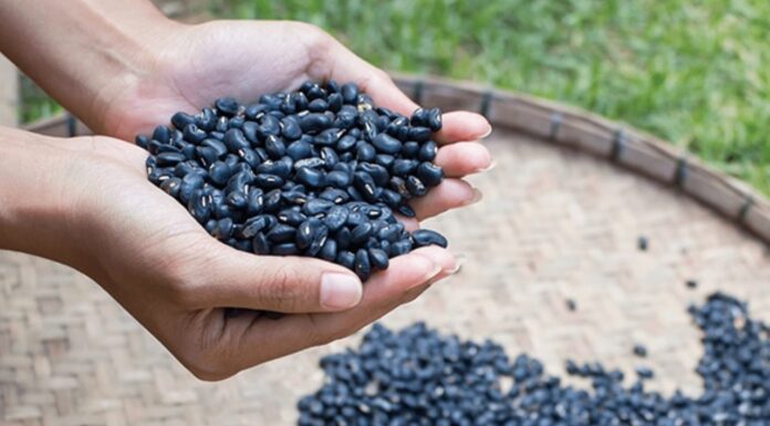 “Sip 2 Cups of Black Bean Tea Before Meals: Shed Pounds, Reduce Hair Fall, Enhance Skin, and Stay Youthful”