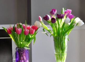 Don’t Risk It: 5 Beautiful Flowers That Bring Bad Luck and Poverty into Your Home