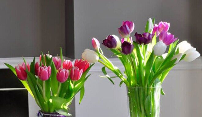 Don’t Risk It: 5 Beautiful Flowers That Bring Bad Luck and Poverty into Your Home