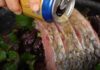“Steam Your Fish with This Leaf: Eliminate Fishy Odor and Enhance Flavor Instantly”