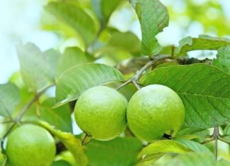 “Delicious Fish-Stuffed Leaf, Fruit with 4x Vitamin C of Oranges: Plant One Tree for Everlasting Family Prosperity”