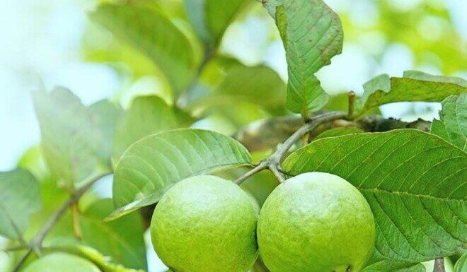 “Delicious Fish-Stuffed Leaf, Fruit with 4x Vitamin C of Oranges: Plant One Tree for Everlasting Family Prosperity”