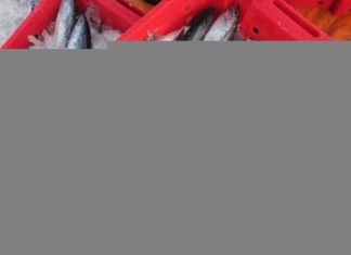 Astonishing Fish Delicacy in Dak Lak: A Rustic Specialty That Leaves Everyone in Awe with a Startled “Wow!”