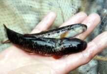 “The Fish with a Daunting Name: A Rare Underwater ‘Ginseng’ Reserved for Honored Guests”