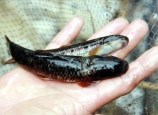 “The Fish with a Daunting Name: A Rare Underwater ‘Ginseng’ Reserved for Honored Guests”