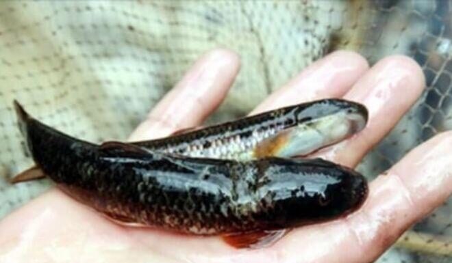 “The Fish with a Daunting Name: A Rare Underwater ‘Ginseng’ Reserved for Honored Guests”